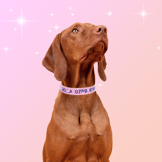 Anti Lost Pet Collar